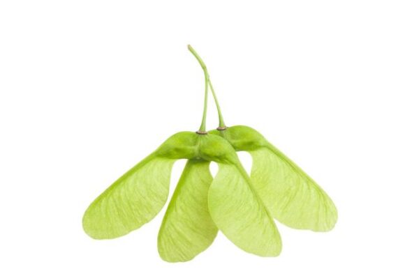 Malá štiepka na údenie, HENDI, z marhuľového dreva - Image 18